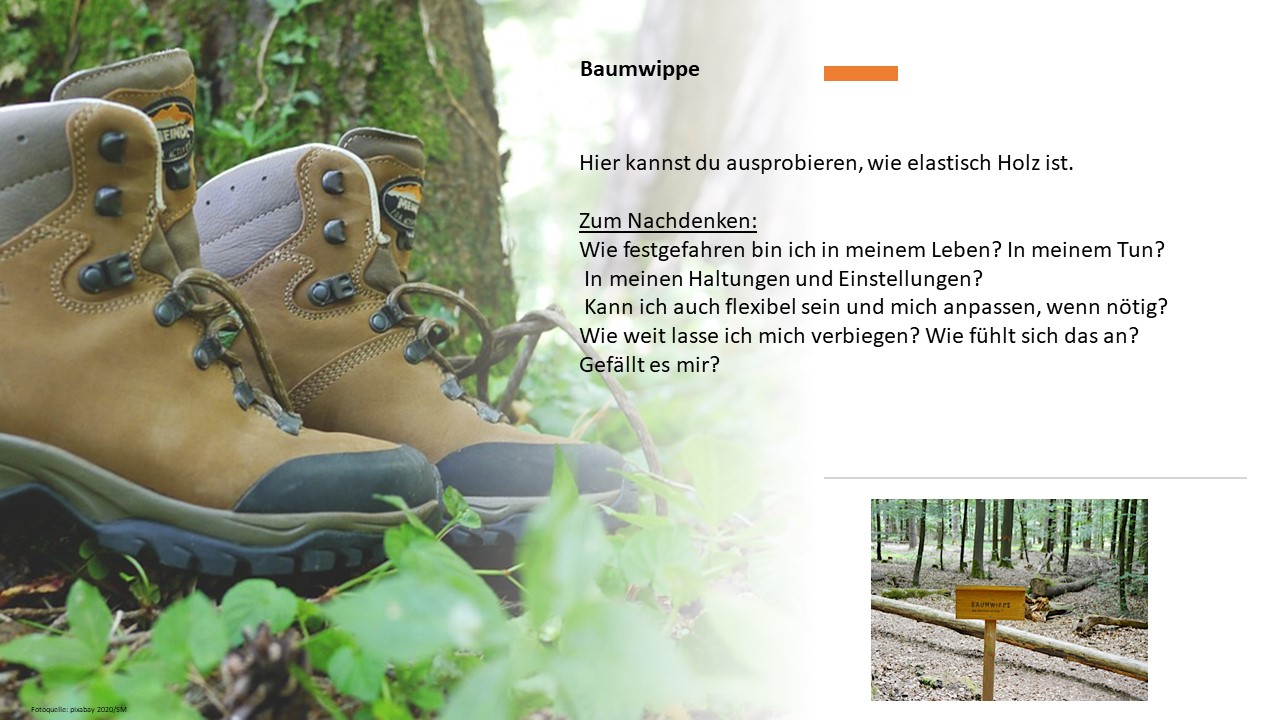 Baumwippe